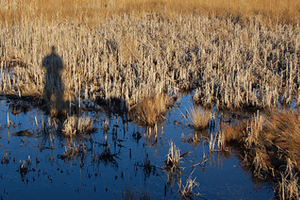 A human shadow stretches over the salt marsh.