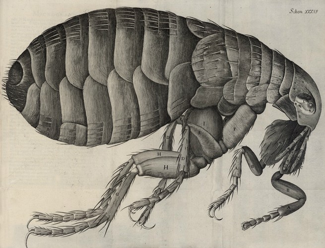 Robert Hooke's drawing of a flea in Micrographia, c. 1730