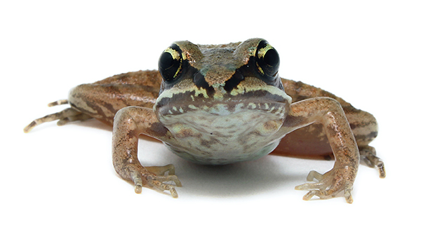 Wood Frog photo. [shutterstock]