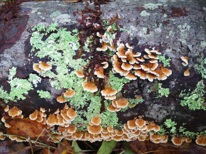Fungi and lichens