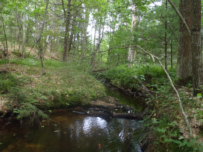 Trees and shrubs along a stream help slow stormwater