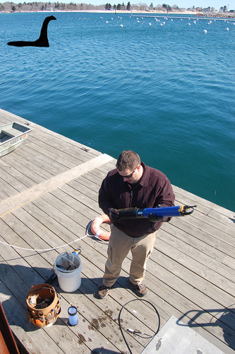 Jeremy Miller works on equipment at Wells Harbor, unaware of the mysterious creature that would soon swim under the dock where he stands. Is that Webby?