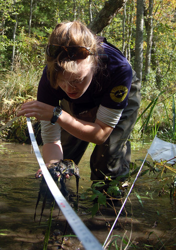 Evaluating substrate on the bottom of Shoreys Brook
