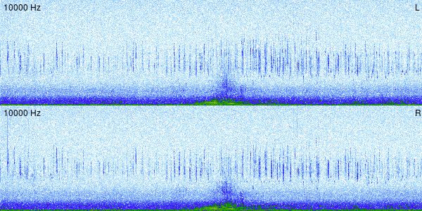 Sonogram showing 10 minutes of recording time for a dawn chorus at the Wells Reserve