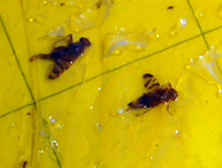 Tephritid fruit flies stuck to trap
