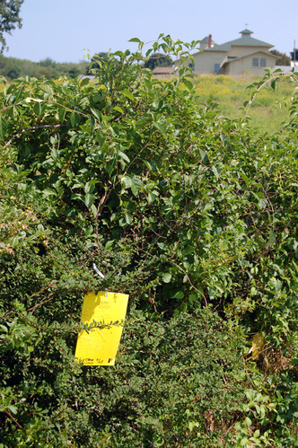 Insect trap set in barberry