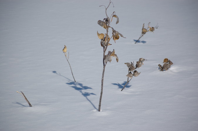 Dead plants reaching above the snow surface