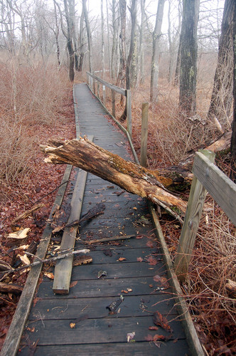 Fallen branch breaks boardwalk rail