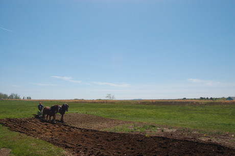 Plowing the Punkinfiddle patch