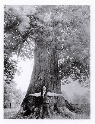 Pre-blight American chestnut tree