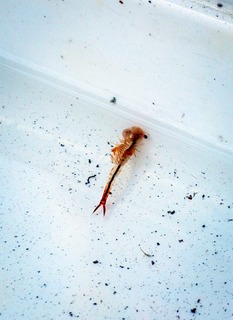 fairy shrimp